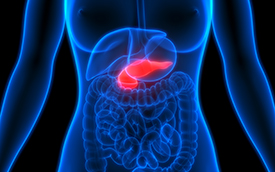 transparent view of pancreas