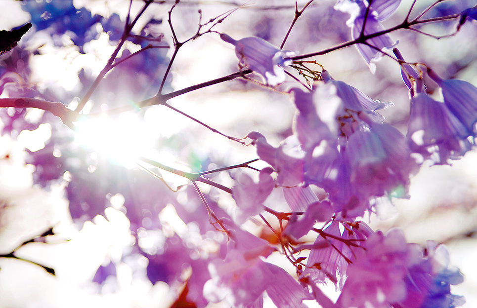 purple flowers image